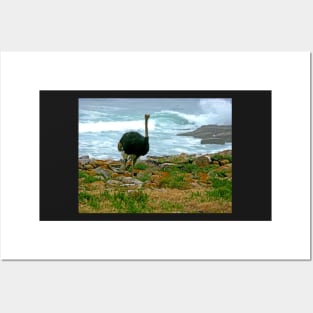 Ostrich, Cape Point Nature Reserve, South Africa Posters and Art